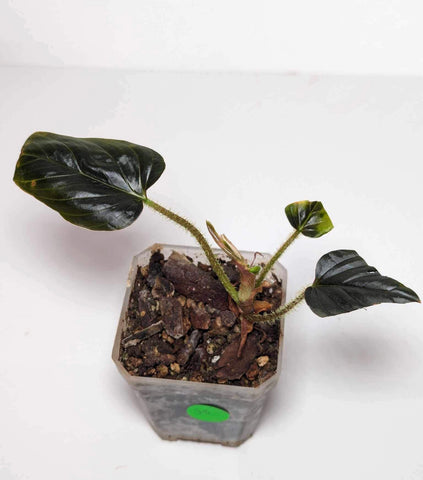 Philodendron Serpens Chocolate - J5