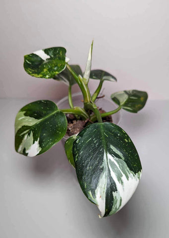 Philodendron White Wizard - J7