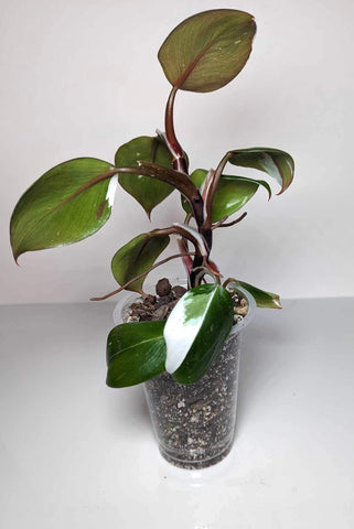 Philodendron White Knight - J8