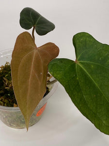 Anthurium Black Velvet Indo Type (BVIT) - BT1