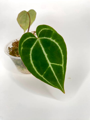 Anthurium Carlablackiae - R