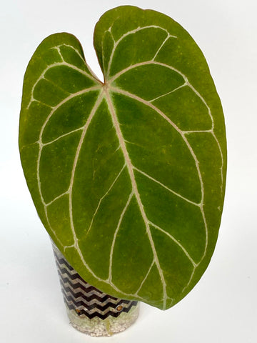 Anthurium AOS x Papi RedVeins - A