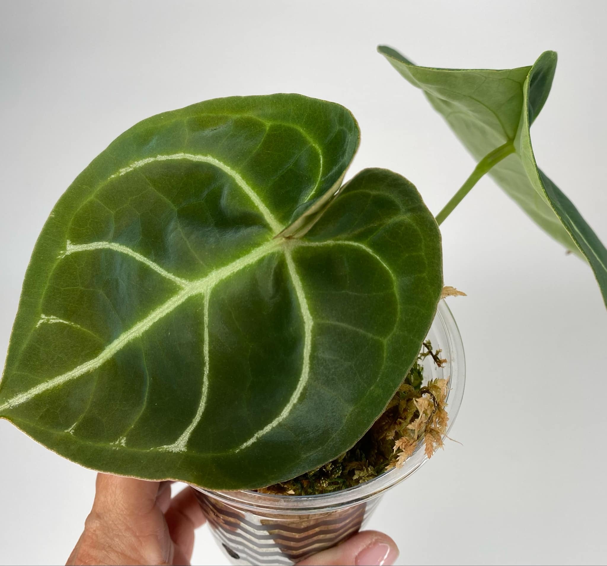 Anthurium Hoffmani - D1