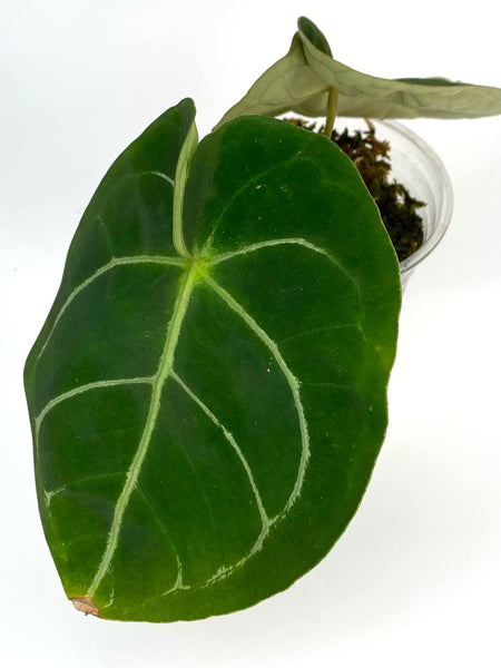 Anthurium Hoffmani - D1