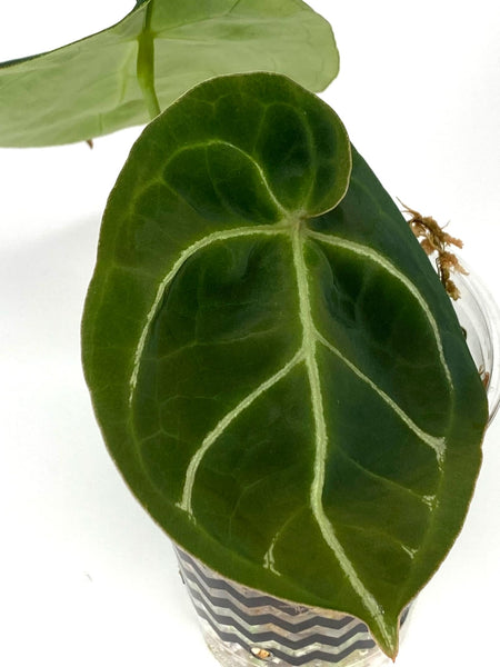 Anthurium Hoffmani - D1