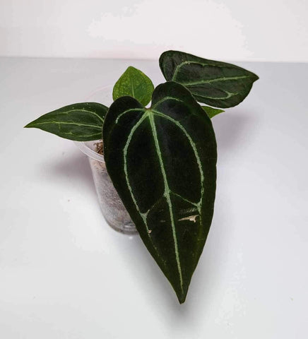 Anthurium Carlablackiae -14