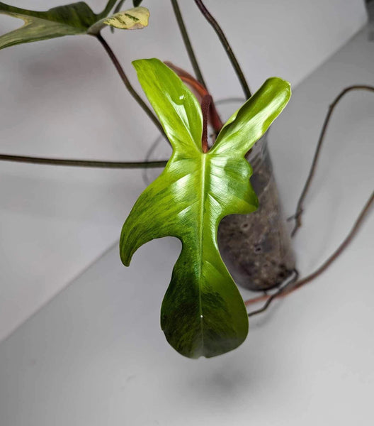 Philodendron Florida Beauty - Fb5