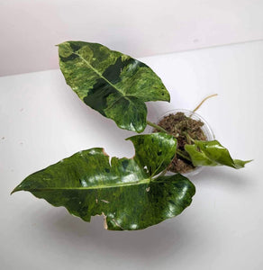 Philodendron Burle Marx Mint - BM2