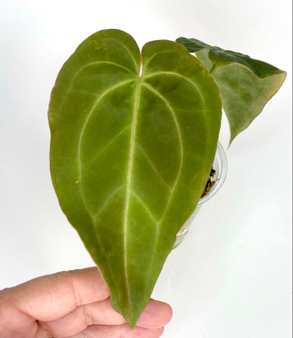 Anthurium Blue Papillilaminum XONE - X05