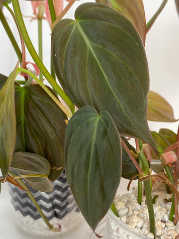 Philodendron Hederaceum Micans