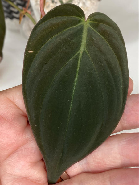 Philodendron Hederaceum Micans