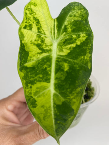 Alocasia Frydek Aurea - D