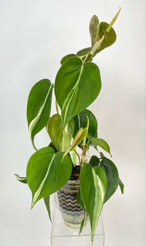 Philodendron Hederaceum Rio XXL - i