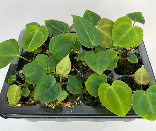 Anthurium Hoffmani - SEEDLINGS