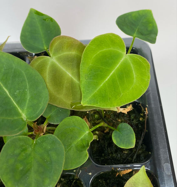 Anthurium Hoffmani - SEEDLINGS