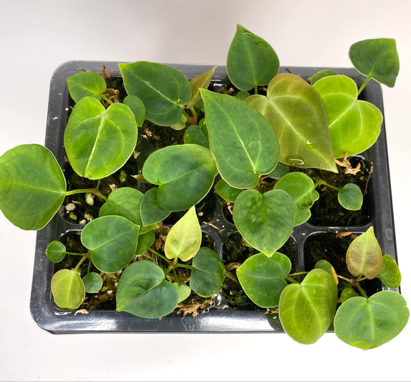 Anthurium Hoffmani - SEEDLINGS