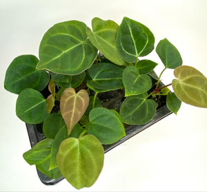 Anthurium Papillilaminum (SEEDLINGS) - B