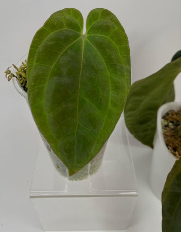 Anthurium Antolakii (ex black velvet eastern panama or BVEP) - A