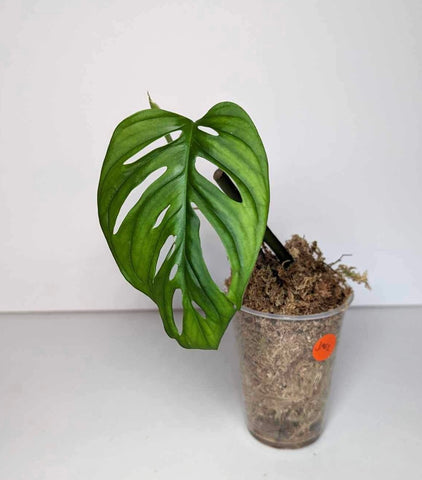 Monstera Esqueleto - JME1