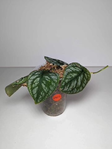Monstera Dubia -JMD1