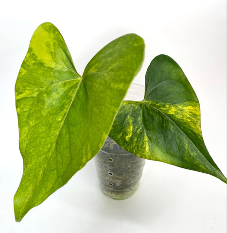 Anthurium Pterodactyl Variegated- J