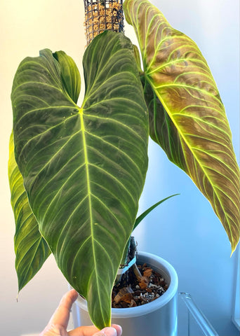 Philodendron Splendid (WETSTICK) - C