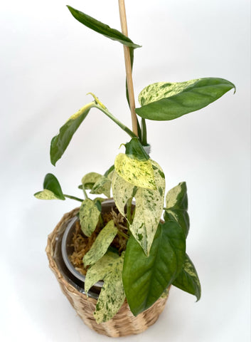 Epipremnum Marble Queen -3