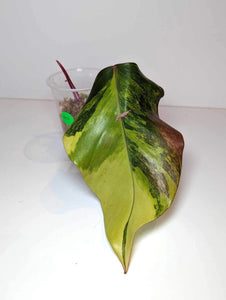 Philodendron Strawberry Shake - SS3