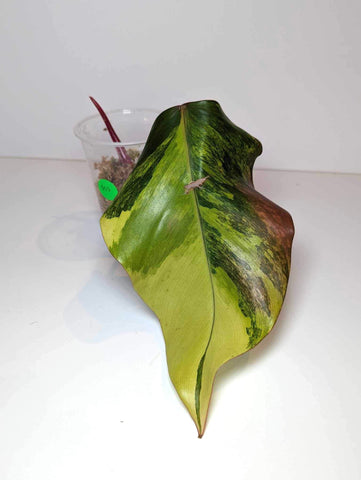 Philodendron Strawberry Shake - SS3