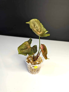 Syngonium Strawberry Ice - SSI3