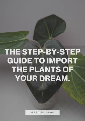 Step-by-Step Guide to Import the Plants of your Dream!
