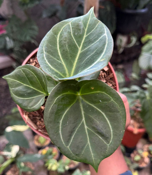 Anthurium KOS Round Form KU (NON-ACCLIMATÉ)