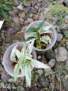 Scindapsus Mutiara TRÈS RARE (NON-ACCLIMATÉ)