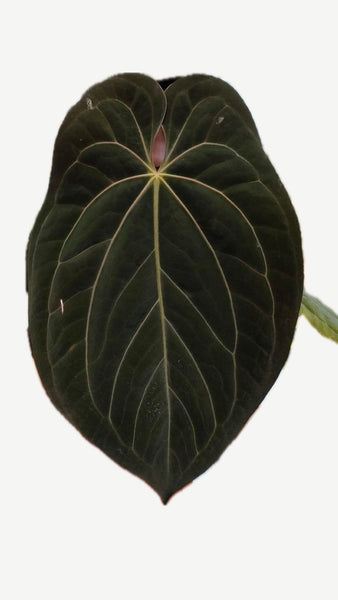 Anthurium Byson (NON-ACCLIMATÉ)