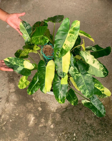 Philodendron Burle Marx Variegated (NON-ACCLIMATÉ)