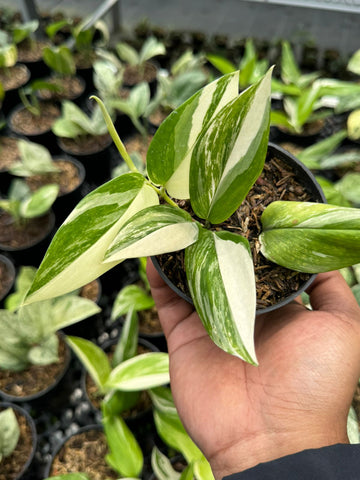 Scindapsus Moonlight Albo Variegated 'Narrow Leaves' (NON-ACCLIMATÉ)