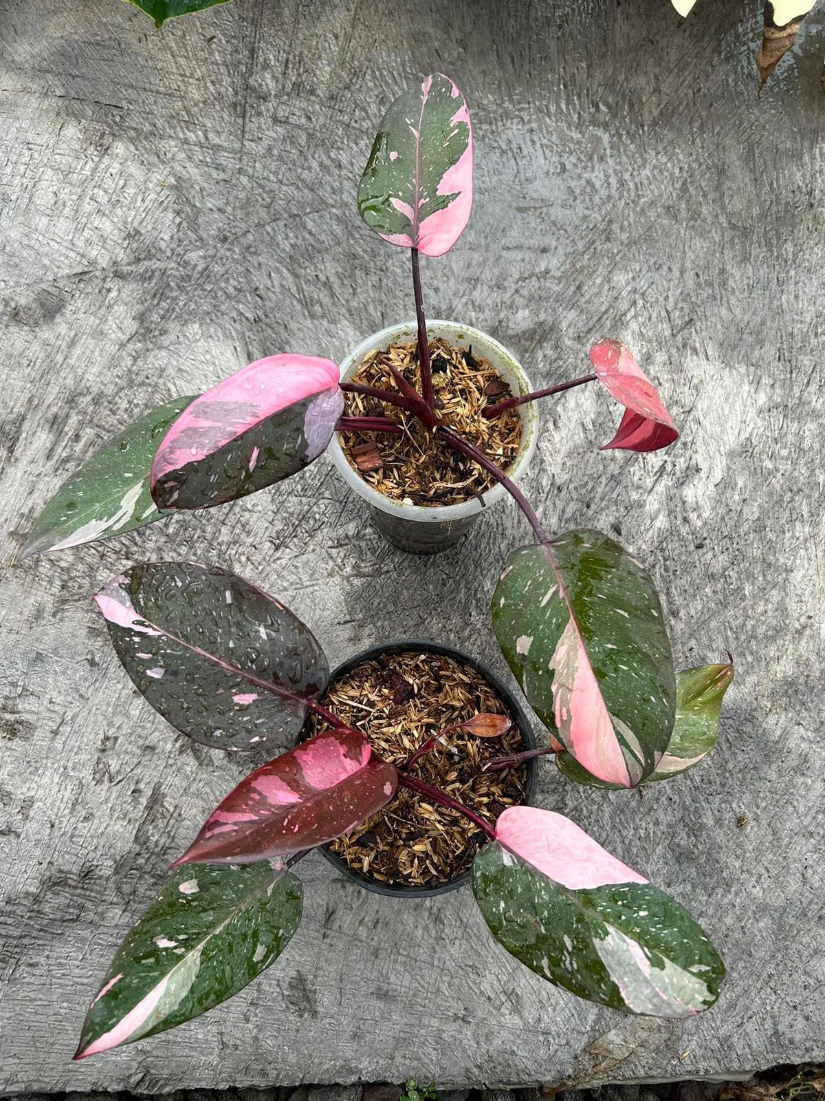 Philodendron Pink Princess Marble (NON-ACCLIMATÉ)