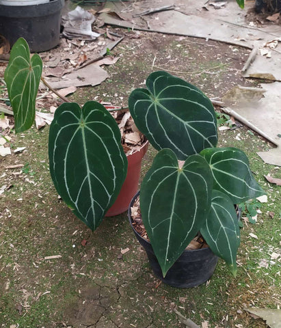 Anthurium Carlablackiae Indo XL (NON-ACCLIMATÉ)