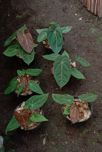 Anthurium Byson (NON-ACCLIMATÉ)