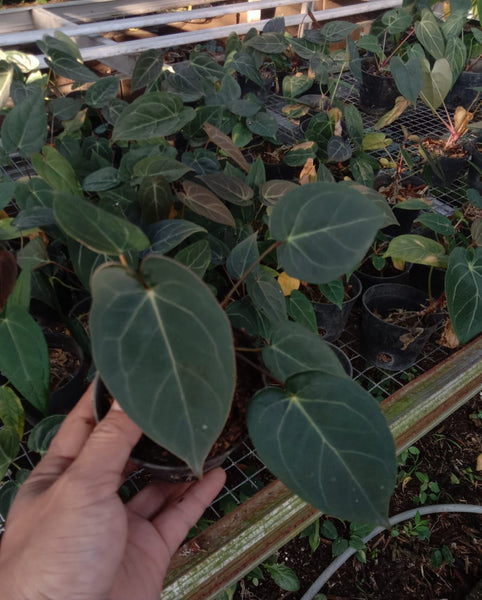 Anthurium Byson x Blue Ocean (blue papi x AOS) (NON-ACCLIMATÉ)