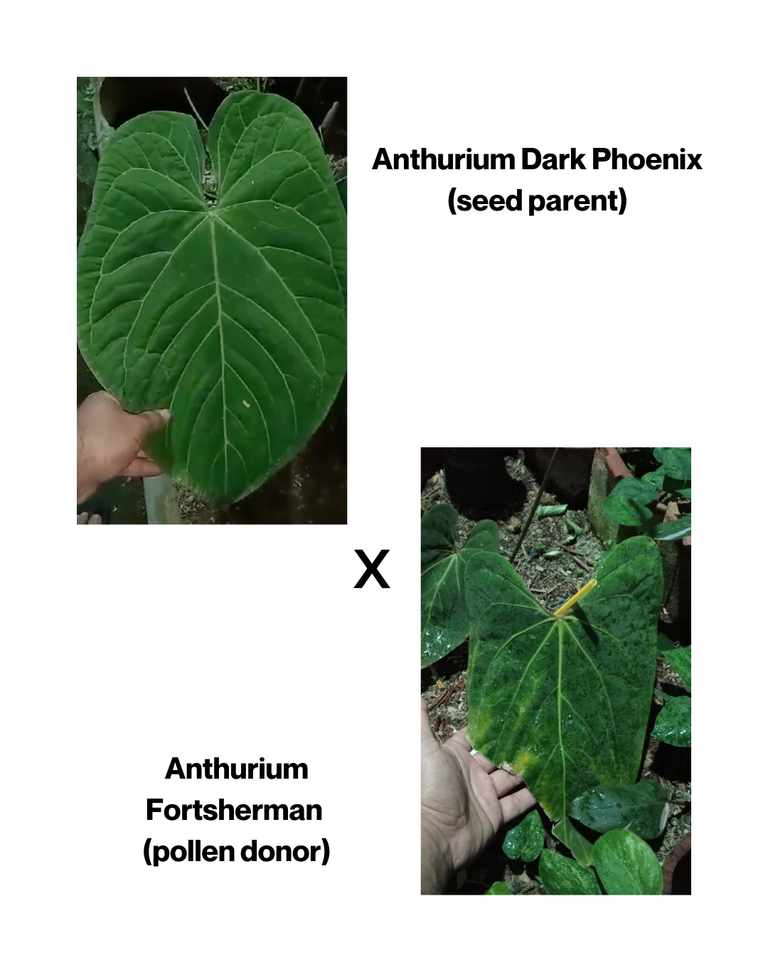 Anthurium Dark Phoenix x Fortsherman SEEDS