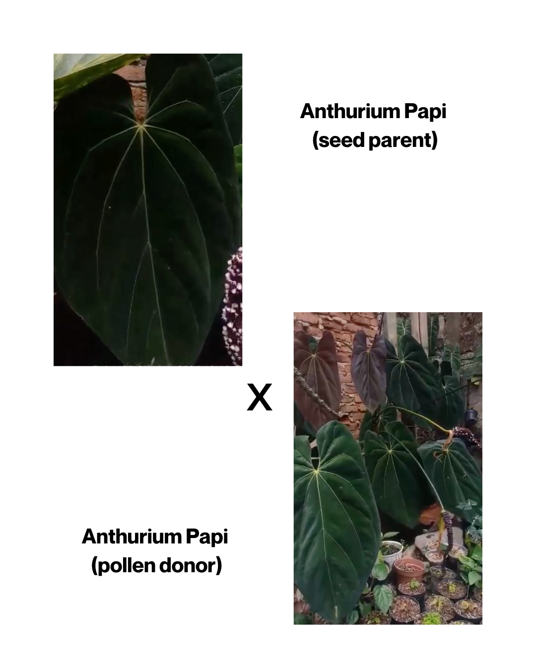 Anthurium Papi X Papi SEEDS