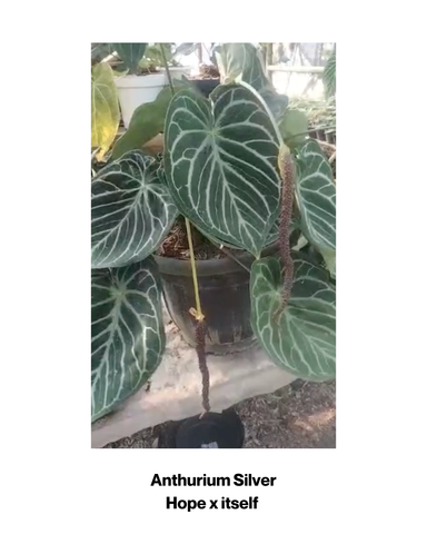 Anthurium SilverHope SEEDS