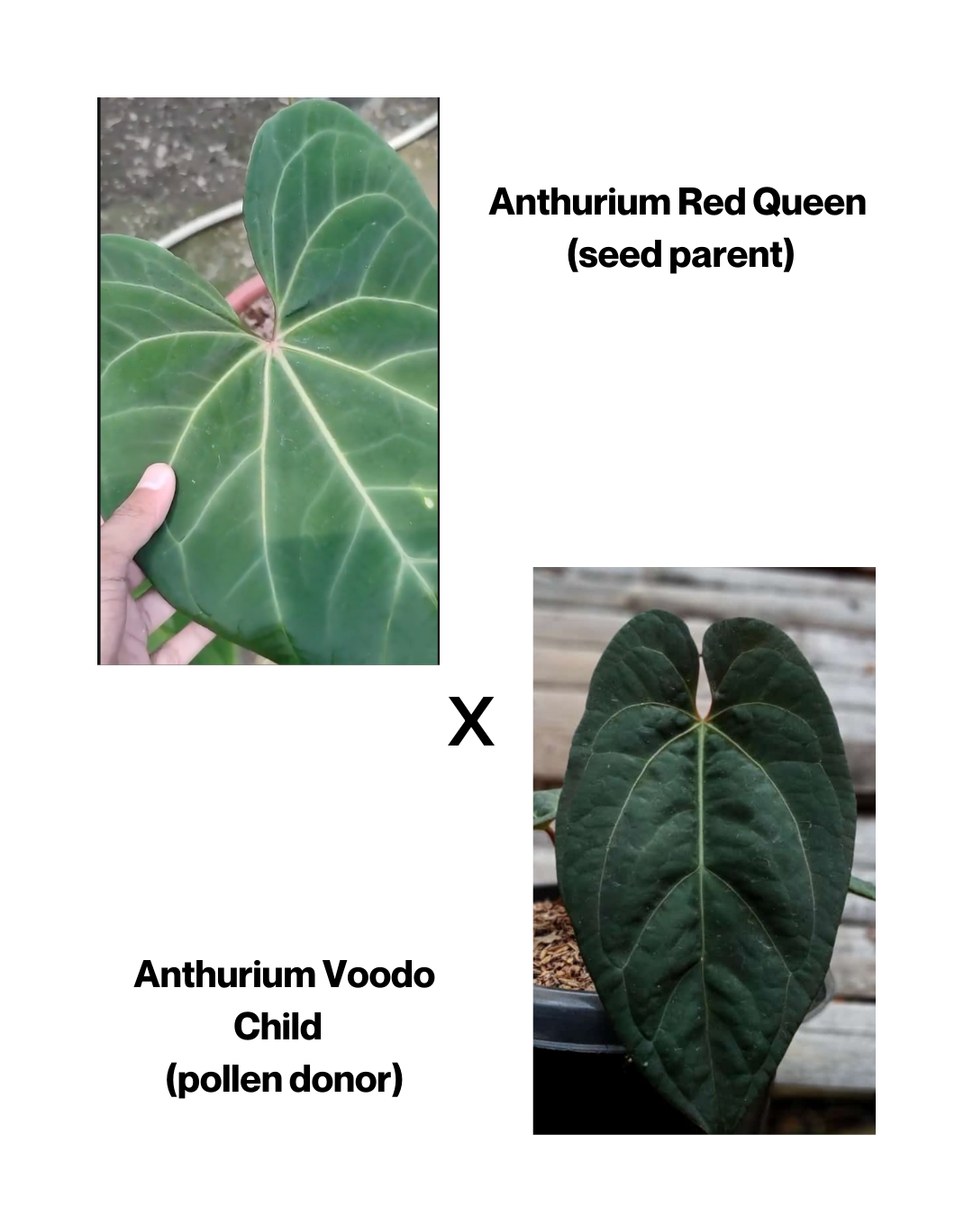 Anthurium Red Queen X VoodooChild SEEDS