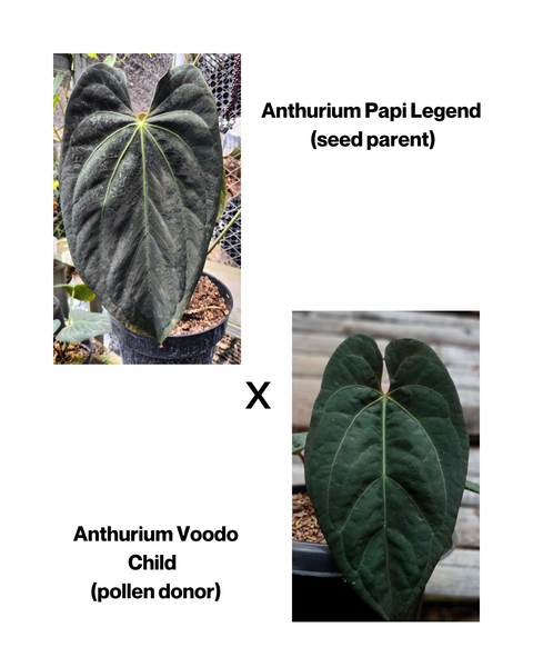 Anthurium Papi Legend X VoodooChild SEEDS