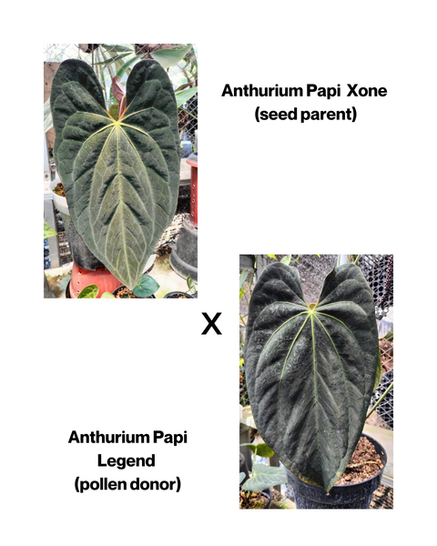 Anthurium Papi xone X Legend SEEDS