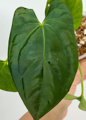 Anthurium Goliath - 26