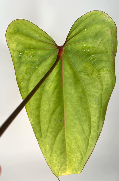 Anthurium Portillae X Red Spider - PORT 1