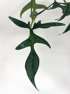 Philodendron Pedatum 'Glad Hand' - 6