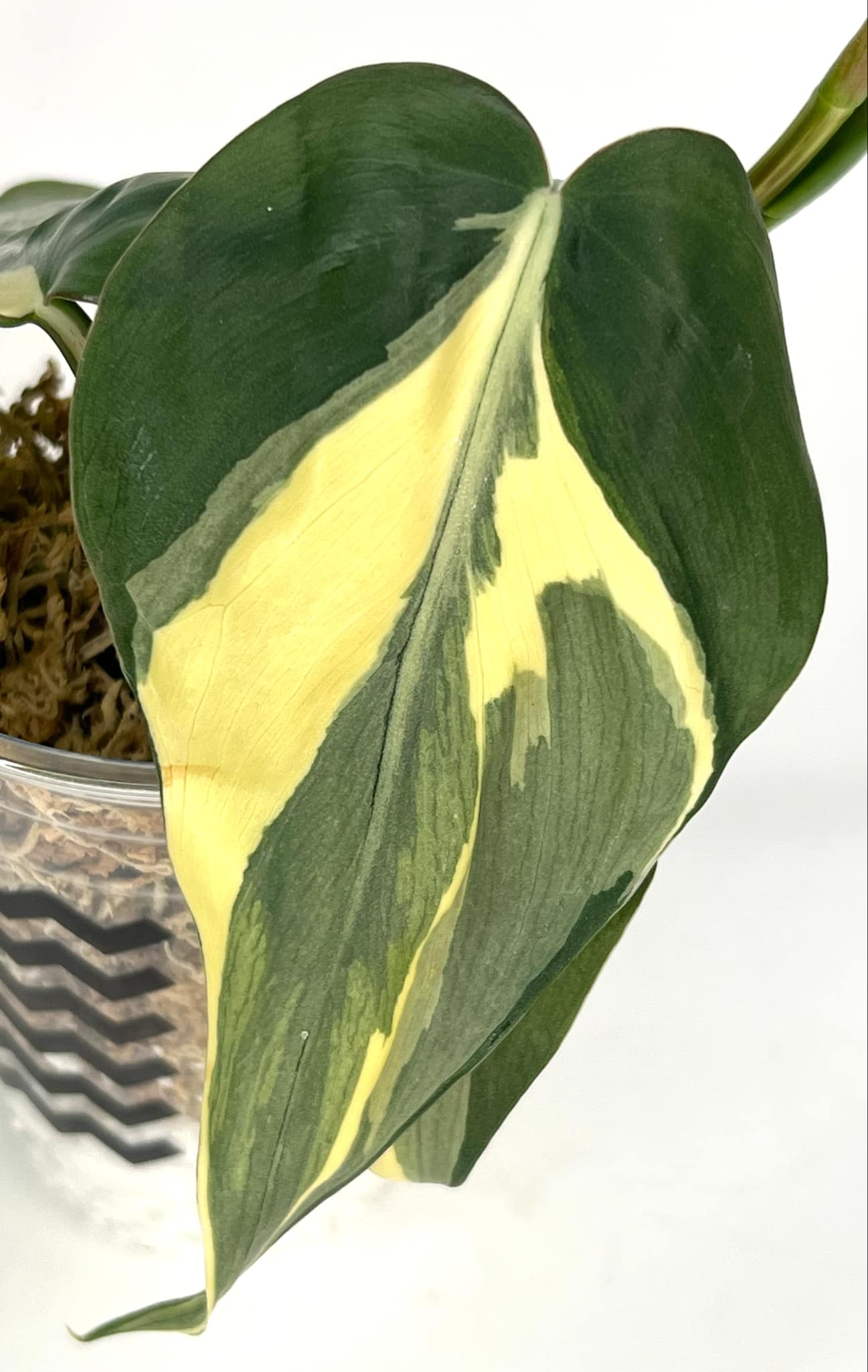 Philodendron Hederaceum RIO XXL -4